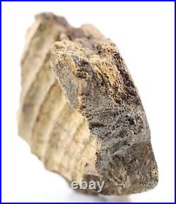 Fossil Dinosaur Edmontosaurus Jawbone denture Hell Creek South Dakota COA 5025