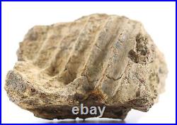 Fossil Dinosaur Edmontosaurus Jawbone denture Hell Creek South Dakota COA 5025