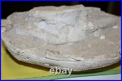 Fossil Dinosaur Era Plesiosaur Vertebra Bone North Africa