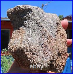 Fossil Dinosaur Gem Bone Slab Vertebrae -Big Slab 14 Jurassic Morrison