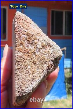 Fossil Dinosaur Gem Bone Slab Vertebrae -Big Slab 14 Jurassic Morrison