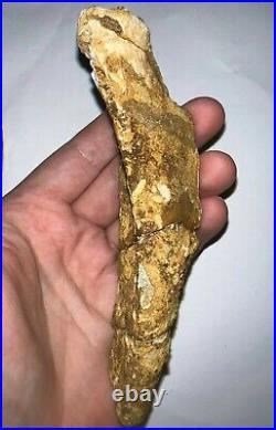 Fossil Dinosaur Rib Bone Most Likely Spinosaurus! 6.22 Inches