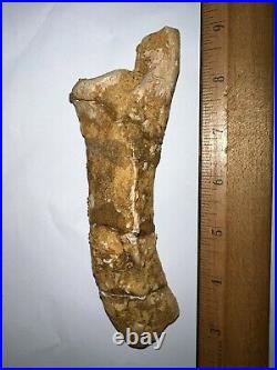 Fossil Dinosaur Rib Bone Most Likely Spinosaurus! 6.22 Inches