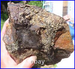 Fossil Dinosaur Specimen Bone-DP26-Jurassic/Morrison Formation