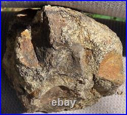 Fossil Dinosaur Specimen Bone-DP26-Jurassic/Morrison Formation