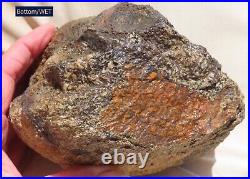 Fossil Dinosaur Specimen Bone-DP26-Jurassic/Morrison Formation