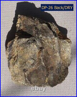 Fossil Dinosaur Specimen Bone-DP26-Jurassic/Morrison Formation