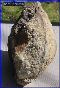 Fossil Dinosaur Specimen Bone-DP26-Jurassic/Morrison Formation