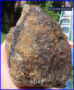 Fossil Dinosaur Specimen Bone-DP26-Jurassic/Morrison Formation