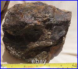 Fossil Dinosaur Specimen Bone-DP26-Jurassic/Morrison Formation