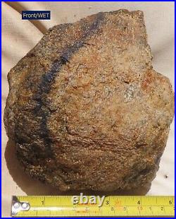 Fossil Dinosaur Specimen Bone-DP26-Jurassic/Morrison Formation