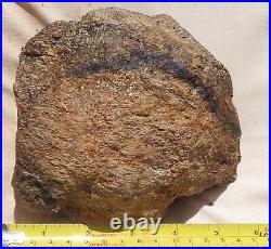 Fossil Dinosaur Specimen Bone-DP26-Jurassic/Morrison Formation