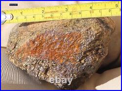 Fossil Dinosaur Specimen Bone-DP26-Jurassic/Morrison Formation