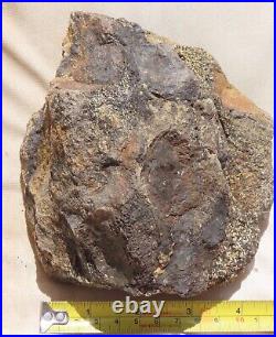 Fossil Dinosaur Specimen Bone-DP26-Jurassic/Morrison Formation