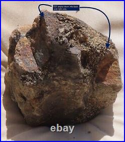 Fossil Dinosaur Specimen Bone-DP26-Jurassic/Morrison Formation