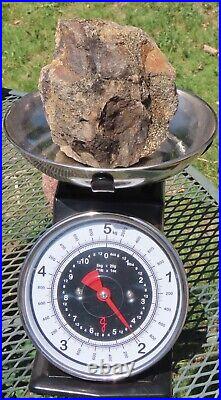 Fossil Dinosaur Specimen Bone-DP26-Jurassic/Morrison Formation