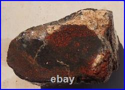 Fossil Dinosaur Specimen Bone DS27-Jurassic Morrison Formation