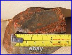 Fossil Dinosaur Specimen Bone DS27-Jurassic Morrison Formation