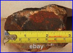 Fossil Dinosaur Specimen Bone DS27-Jurassic Morrison Formation