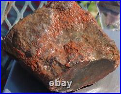 Fossil Dinosaur Specimen Bone DS27-Jurassic Morrison Formation