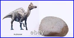 Fossil Dinosaur Superb Edmontosaurus Toe Bone Hell Creek South Dakota COA 4978
