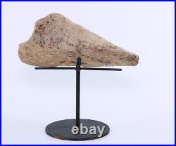 Fossil Dinosaur Triceratops Skull bone 5.42 Hell Creek Fm South Dakota COA 4973