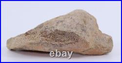 Fossil Dinosaur Triceratops Skull bone 5.42 Hell Creek Fm South Dakota COA 4973