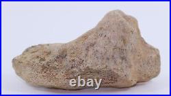 Fossil Dinosaur Triceratops Skull bone 5.42 Hell Creek Fm South Dakota COA 4973