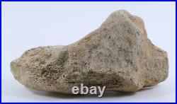 Fossil Dinosaur Triceratops Skull bone 5.42 Hell Creek Fm South Dakota COA 4973