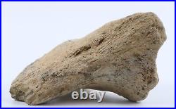 Fossil Dinosaur Triceratops Skull bone 5.42 Hell Creek Fm South Dakota COA 4973