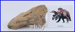 Fossil Dinosaur Triceratops Skull bone 5.42 Hell Creek Fm South Dakota COA 4973