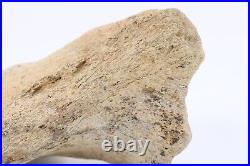 Fossil Dinosaur Triceratops Skull bone 5.42 Hell Creek Fm South Dakota COA 4973