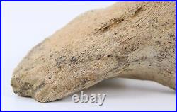 Fossil Dinosaur Triceratops Skull bone 5.42 Hell Creek Fm South Dakota COA 4973