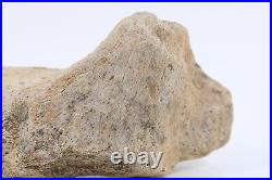 Fossil Dinosaur Triceratops Skull bone 5.42 Hell Creek Fm South Dakota COA 4973