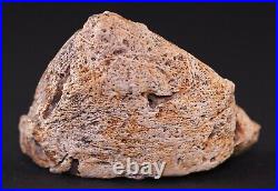 Fossil Dinosaur Triceratops rare Eppocipital bone Hell Crk South Dakota COA 4305