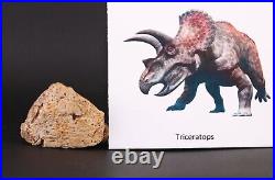 Fossil Dinosaur Triceratops rare Eppocipital bone Hell Crk South Dakota COA 4305