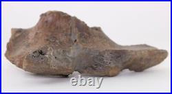 Fossil Dinosaur Tyrannosaurus Rex T Rex bone pc. 5.8 Fm Montana COA 4024