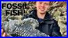 Fossil Fish Huge Squid Ichthyosaur Paddle Preparation 3 Days Outdoor Hunt Fossil Hunter