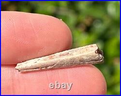 Fossil Pterosaur Jaw Beak Dinosaur Bones RARE Kem Kem Morocco Cretaceous Era