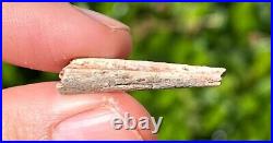 Fossil Pterosaur Jaw Beak Dinosaur Bones RARE Kem Kem Morocco Cretaceous Era