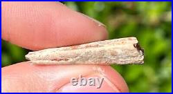 Fossil Pterosaur Jaw Beak Dinosaur Bones RARE Kem Kem Morocco Cretaceous Era