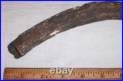 Fossil Rib Bone 9.25 A Mystery Dinosaur or Ancient Mammal