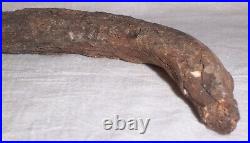 Fossil Rib Bone 9.25 A Mystery Dinosaur or Ancient Mammal