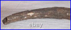 Fossil Rib Bone 9.25 A Mystery Dinosaur or Ancient Mammal