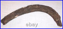 Fossil Rib Bone 9.25 A Mystery Dinosaur or Ancient Mammal