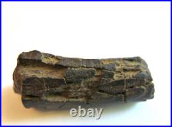 Fossil Rib Bone from a Duckbilled Dinosaur, Hadrosaurus foulkii or Plesiosaurs