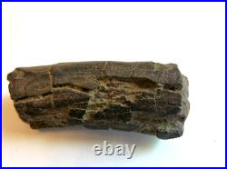 Fossil Rib Bone from a Duckbilled Dinosaur, Hadrosaurus foulkii or Plesiosaurs