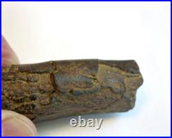 Fossil Rib Bone from a Duckbilled Dinosaur, Hadrosaurus foulkii or Plesiosaurs