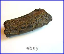 Fossil Rib Bone from a Duckbilled Dinosaur, Hadrosaurus foulkii or Plesiosaurs