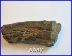 Fossil Rib Bone from a Duckbilled Dinosaur, Hadrosaurus foulkii or Plesiosaurs